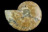 Agatized Ammonite Fossil (Half) - Madagascar #88182-1